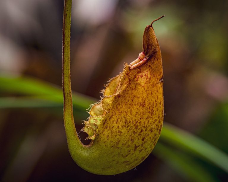Conservatory of Flowers — San Francisco