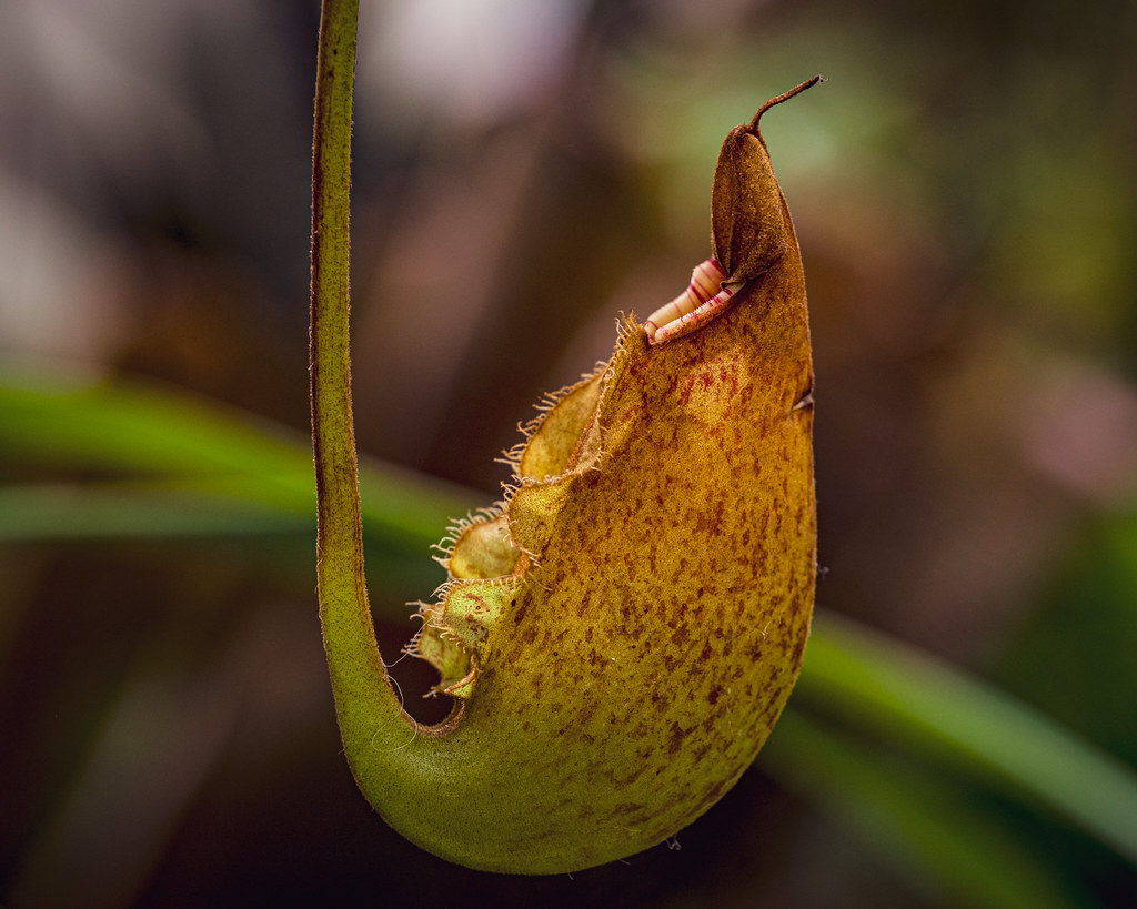 Conservatory of Flowers — San Francisco