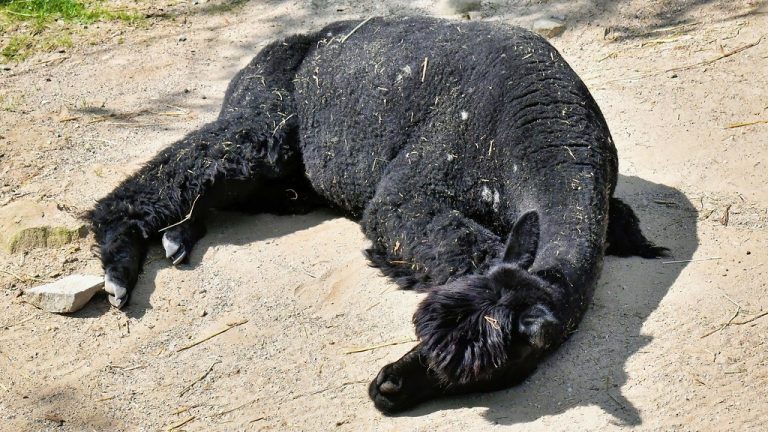 Akron Zoo — Akron