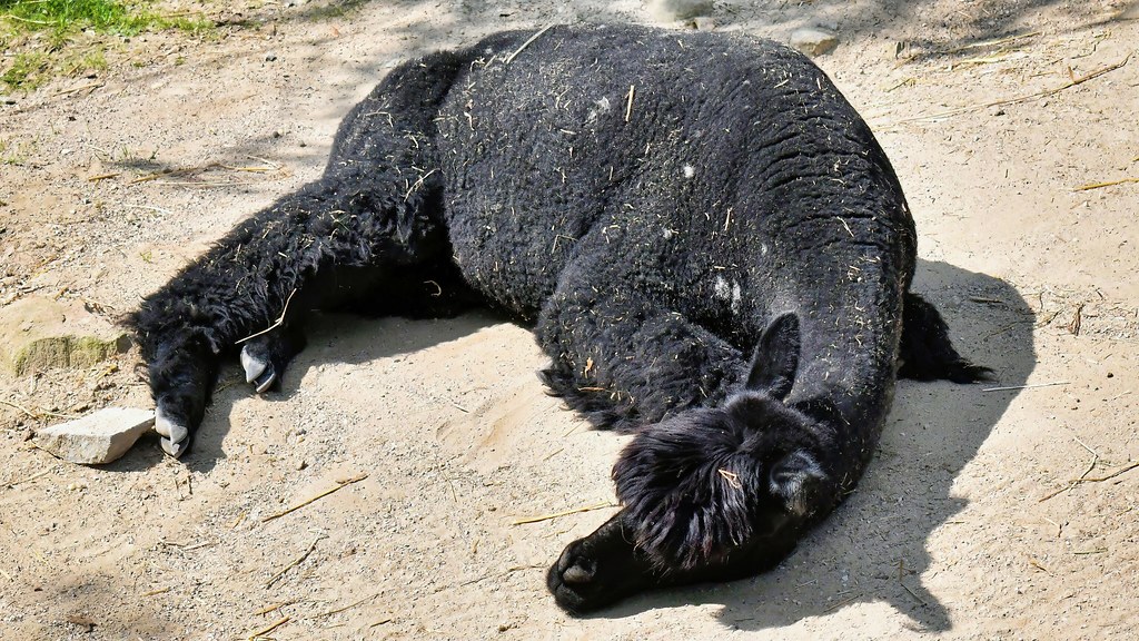 Akron Zoo — Akron