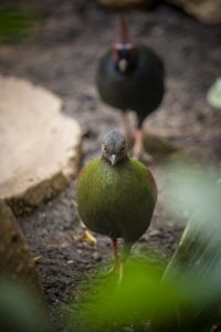 San Antonio Zoo Salutes Texas Teachers with Free Admission Through June