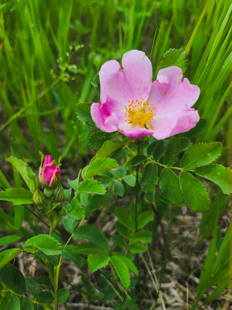 The Rose District — Broken Arrow
