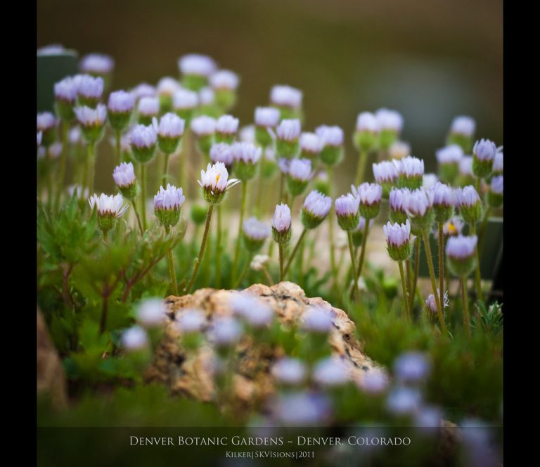 Denver Botanic Gardens — Denver