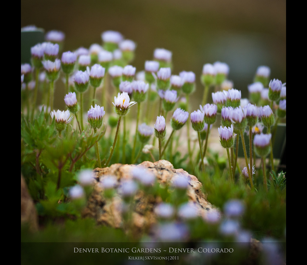 Denver Botanic Gardens — Denver