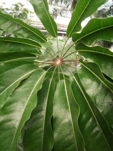 United States Botanic Garden — Washington D.C.