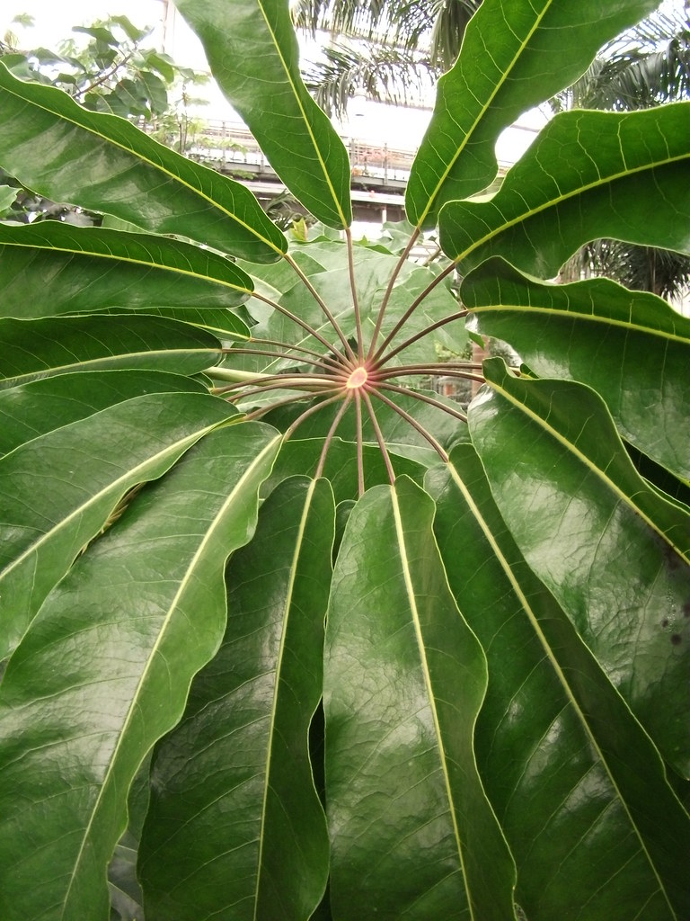 United States Botanic Garden — Washington D.C.