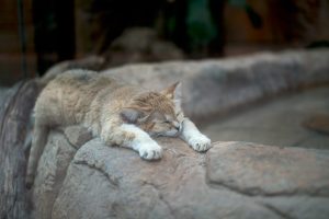 El Paso Zoo — El Paso