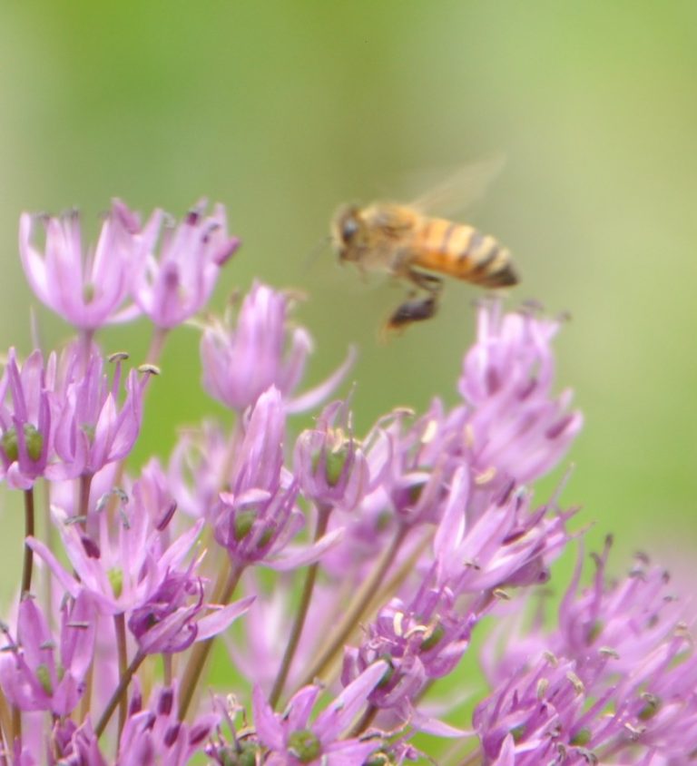 Wegerzyn Gardens MetroPark — Dayton