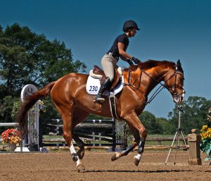 Texas Rose Horse Park — Tyler