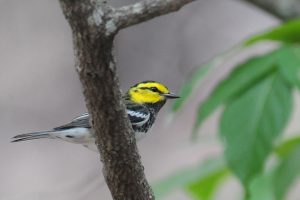 Friedrich Wilderness Park — San Antonio