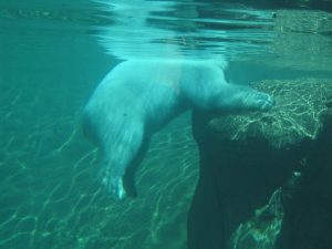 Denver Zoo — Denver