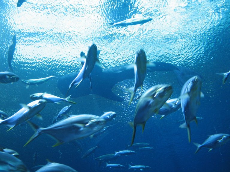 Georgia Aquarium — Atlanta