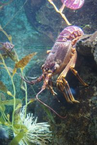 Shedd Aquarium — Chicago