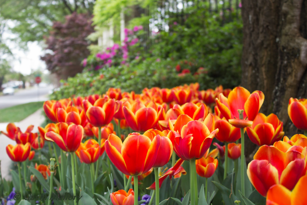 Tyler Azalea and Spring Flower Trail — Tyler