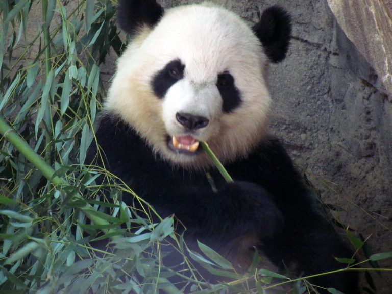 Zoo Atlanta — Atlanta