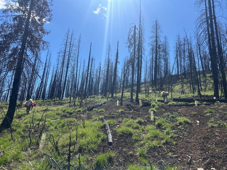 74 000 Ponderosa Pine Seedlings Planted In Ochoco National Forest