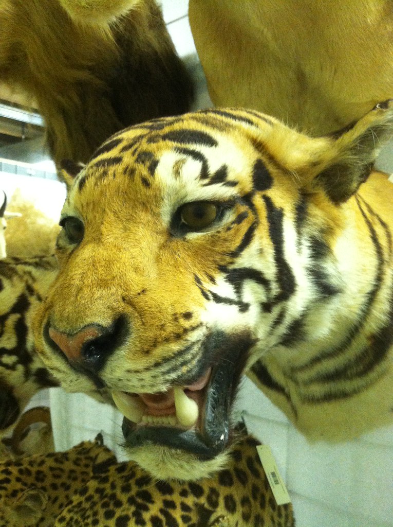 Museum of Texas Tech University — Lubbock