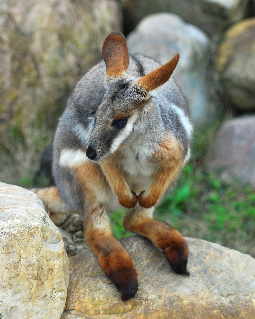 Little Rock Zoo — Little Rock