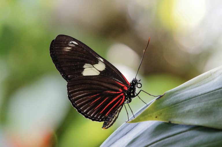 Houston Museum of Natural Science — Houston
