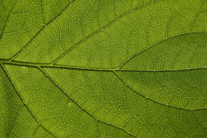 Toledo Botanical Garden — Toledo