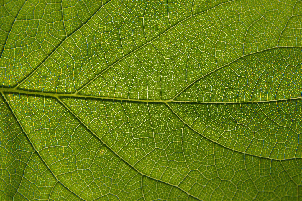 Toledo Botanical Garden — Toledo