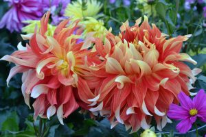 Alaska Botanical Garden — Anchorage