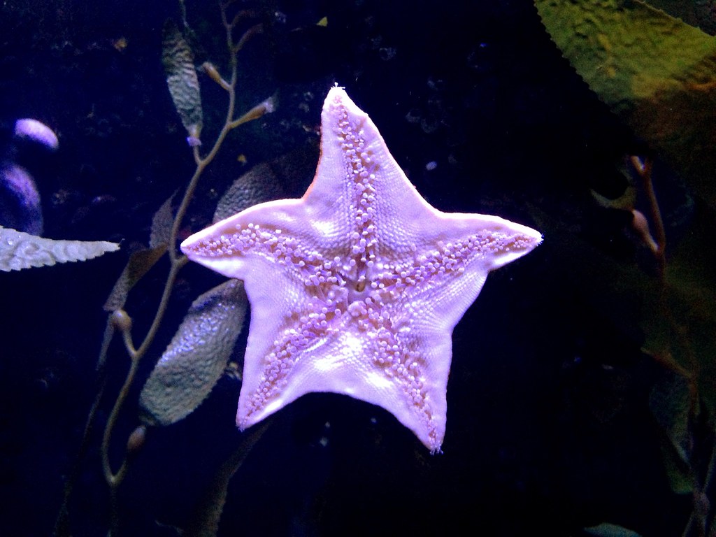 Ripley's Aquarium of Myrtle Beach — Myrtle Beach