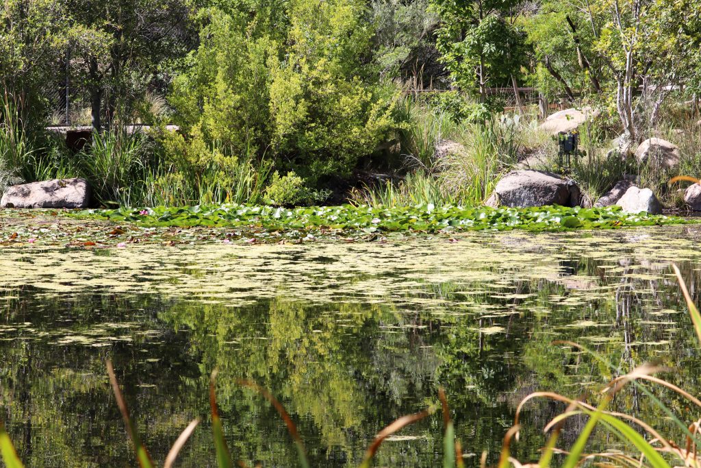 ABQ BioPark Botanic Garden — Albuquerque