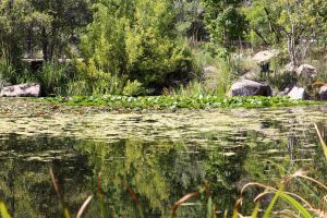 ABQ BioPark Botanic Garden — Albuquerque