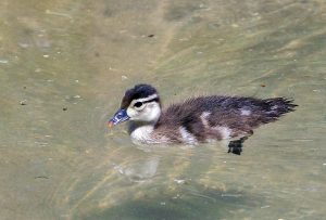 Fresno Chaffee Zoo — Fresno