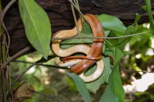 Oxbow Eco-Center — Port St. Lucie
