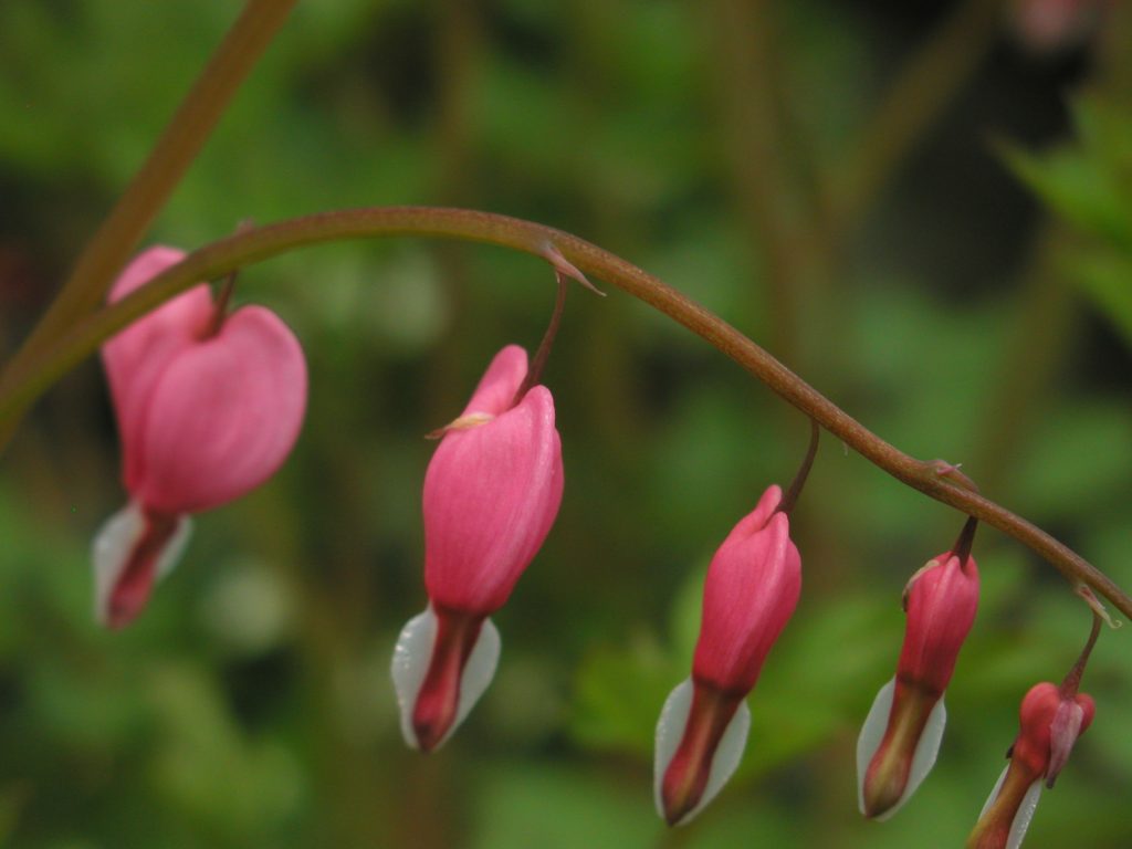Cylburn Arboretum — Baltimore