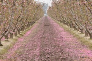 Fresno County Blossom Trail — Fresno
