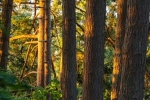 Hendricks Park — Eugene