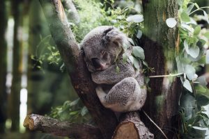 Indianapolis Zoo — Indianapolis