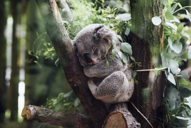 Indianapolis Zoo — Indianapolis