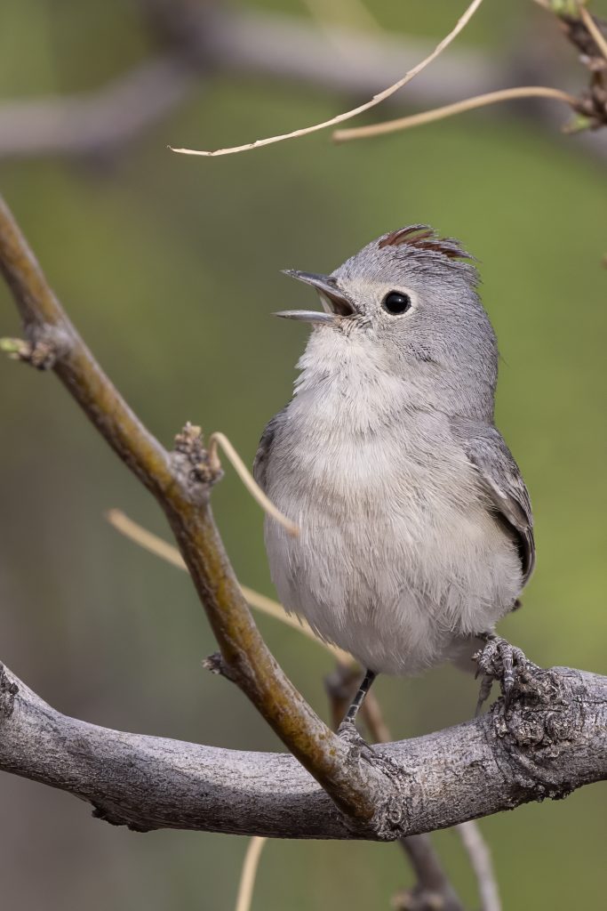 Mesilla Valley Bosque State Park — Las Cruces