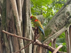 Palm Beach Zoo & Conservation Society — West Palm Beach