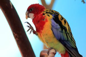Woodland Park Zoo — Woodland Park