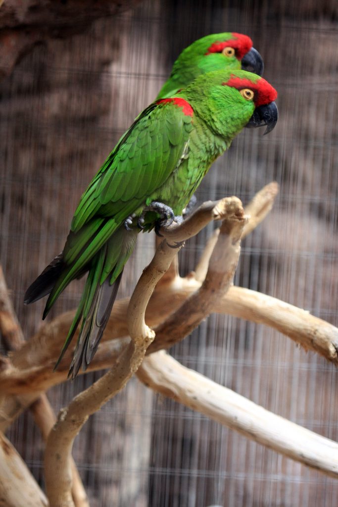 Arizona-Sonora Desert Museum — Tucson