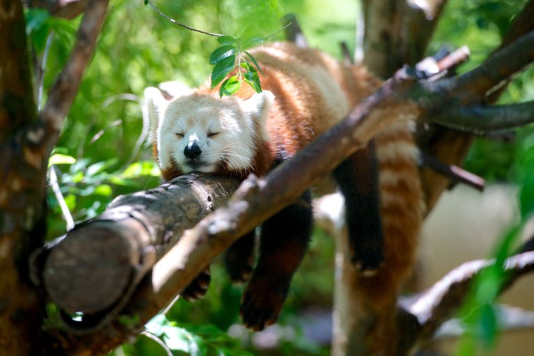 San Diego Zoo — San Diego