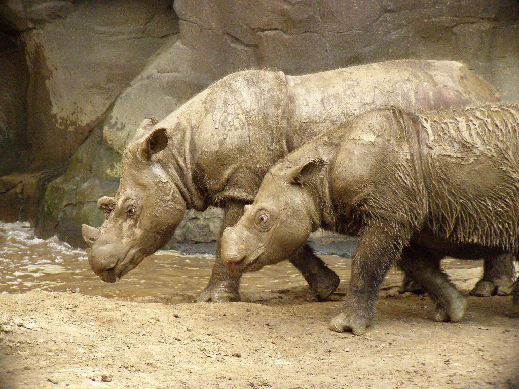 Cincinnati Zoo & Botanical Garden — Cincinnati