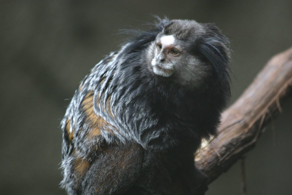 Blank Park Zoo — Des Moines