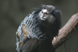 Blank Park Zoo — Des Moines