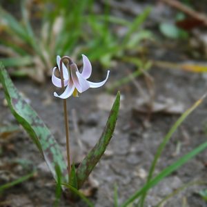 Spring Creek Forest Preserve — Garland