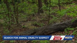 Abused Husky Found In Iroquois Park
