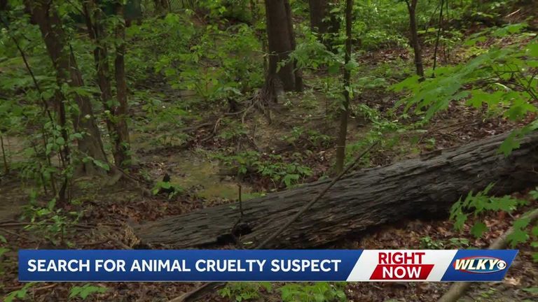 Abused Husky Found In Iroquois Park