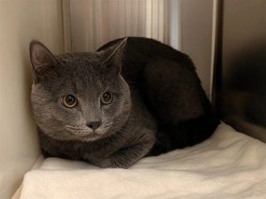 Adopt Smokey From Humane Society
