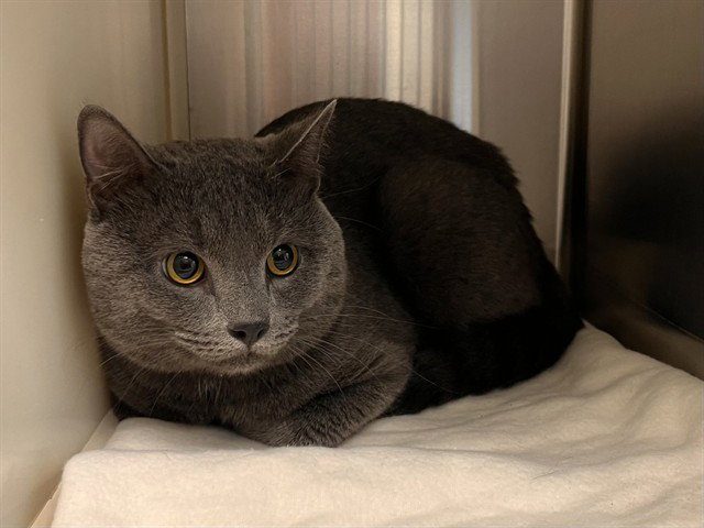 Adopt Smokey From Humane Society
