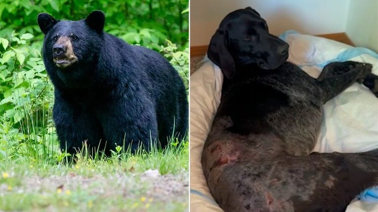 Alaska Woman Uses Semi Automatic Rifle To Survive Bear Attack